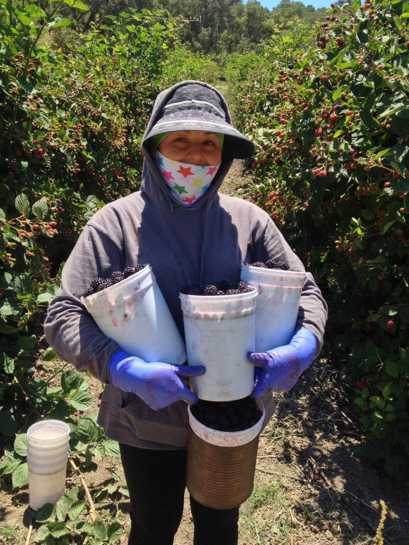 A farm worker smiling in a berry field holding buckets of freshly picked blackberries
