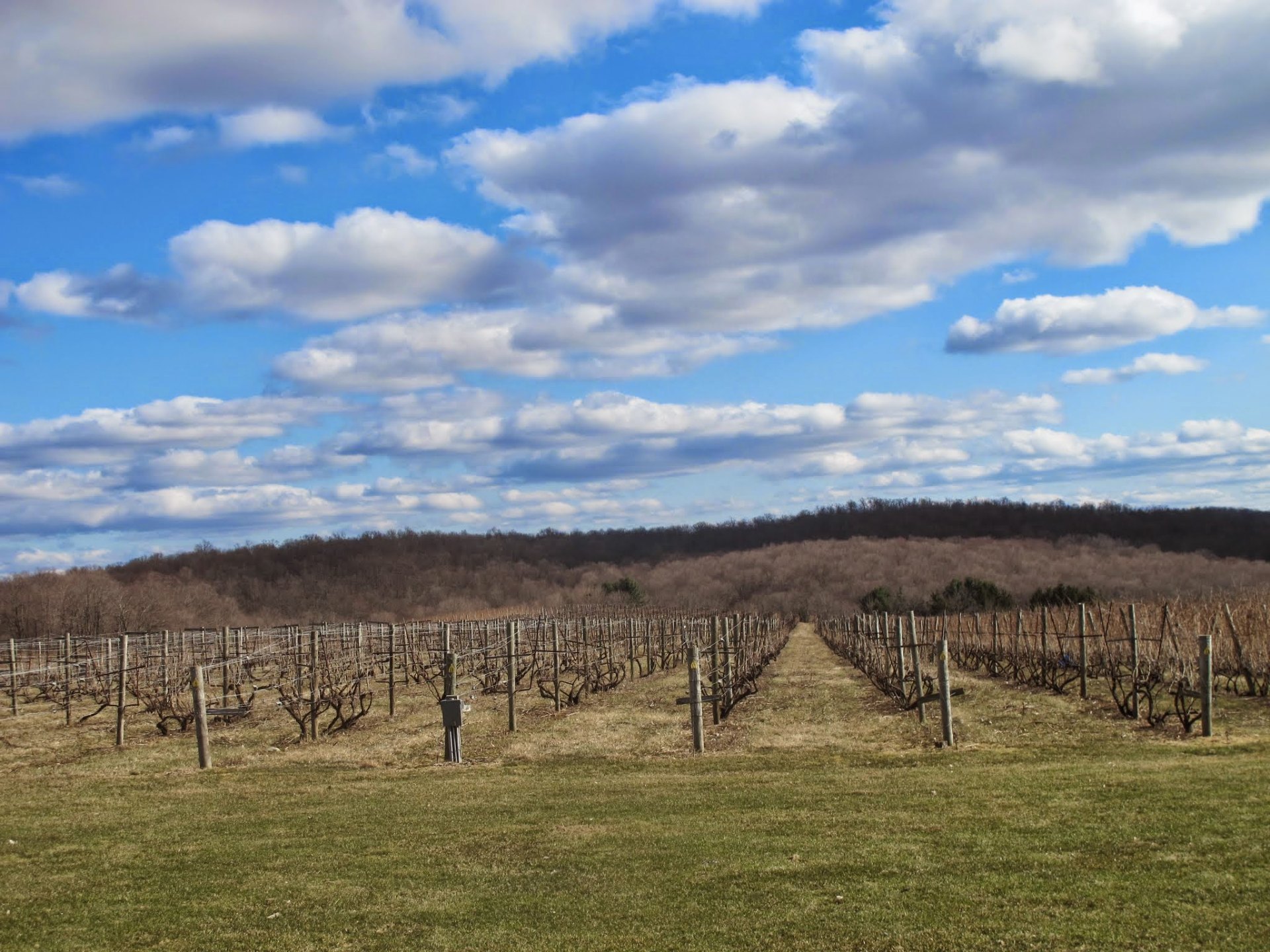 Vineyard rows under a wide blue sky